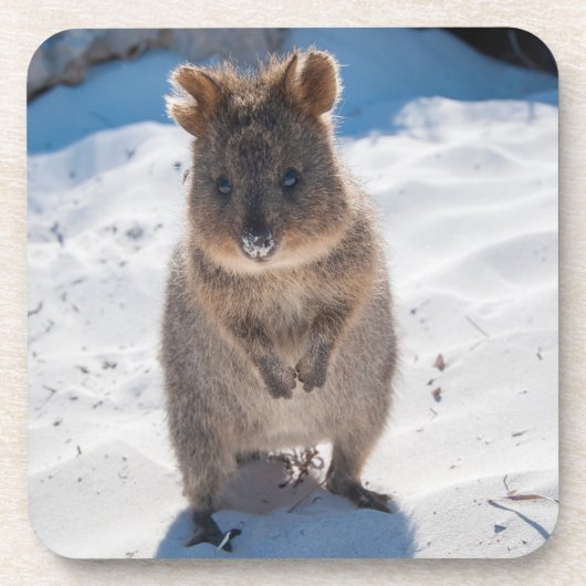 Cute and happy Quokka op het strand in Australië Bier Onderzetter (Voorkant)