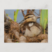 Cute and Precocide Mallard Ducking Briefkaart (Voorkant)