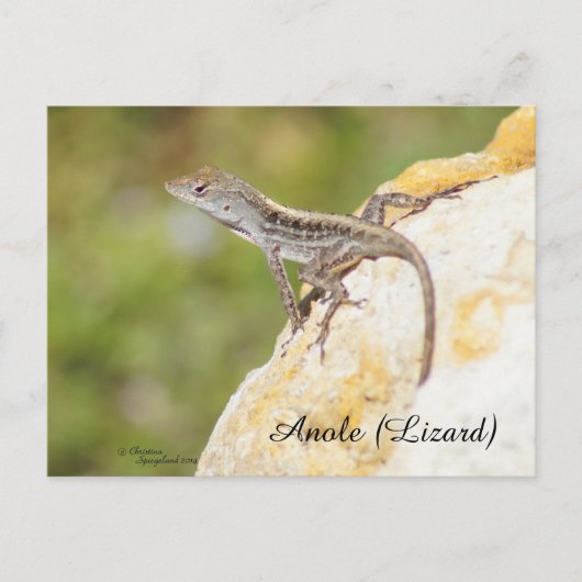 Cute Anole Lizard Briefkaart (Voorkant)