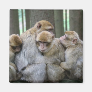 Cute Ape Family Group Hug Photography Magneet
