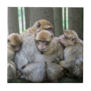 Cute Ape Family Group Hug Photography Tegeltje