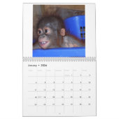 Cute Apes Orangutan Wildlife Kalender (Jan 2026)