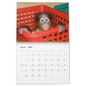 Cute Apes Wildlife Kalender (Mar 2027)