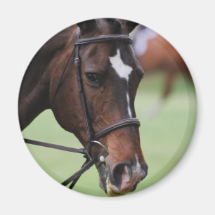 Cute Arabian Horse Magnet Magneet