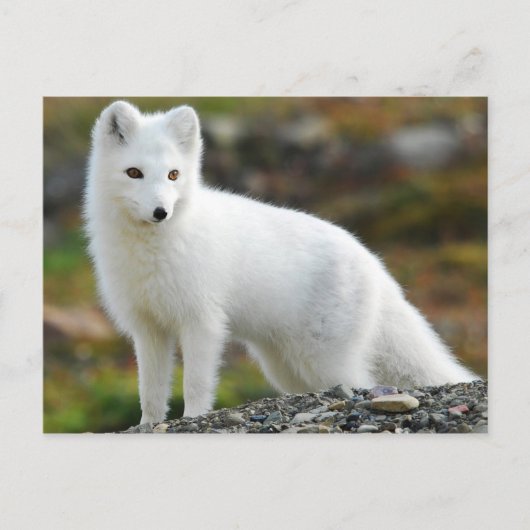 Cute Arctic Fox Briefkaart (Voorkant)