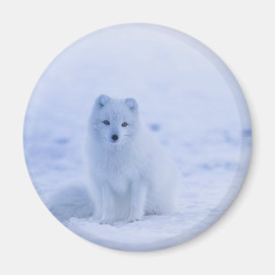 Cute Arctic Fox on Snowy Winter Background Magneet