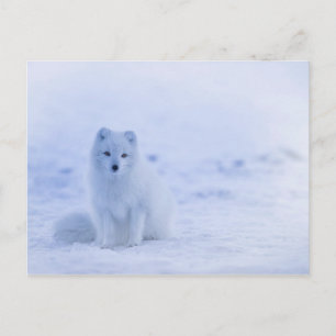 Cute Arctic Fox op Snowy Winter Background Briefkaart
