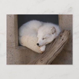 Cute Arctic Fox Slaping Briefkaart