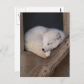 Cute Arctic Fox Slaping Briefkaart (Voorkant / Achterkant)