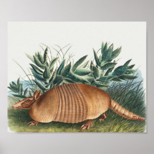 Cute Armadillo Illustration Poster