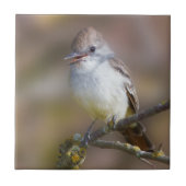 Cute Ash-Throated Flycatcher Songbird on Branch Tegeltje (Voorkant)