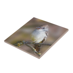 Cute Ash-Throated Flycatcher Songbird on Branch Tegeltje