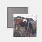 Cute Assateague Mare - Magnet (Recto/Verso)