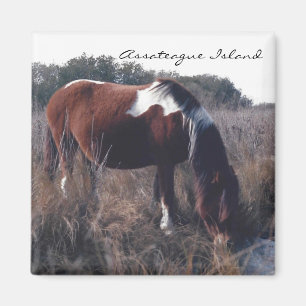 Cute Assateague Mare - Magnet Magneet