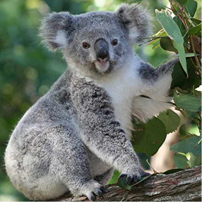 Cute Australian koala in gomboom Fotobeeldje Sleutelhanger (Voorkant)