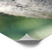 Cute Australian koala Poster (Hoek)