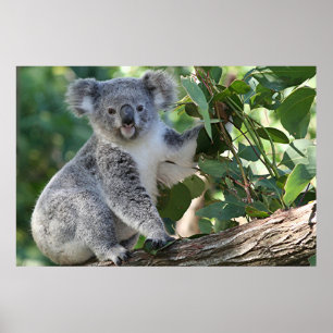 Cute Australian koala Poster