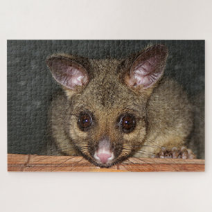 Cute Australian possum Legpuzzel