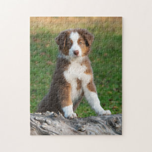 Cute Australian Shepherd puppy Legpuzzel