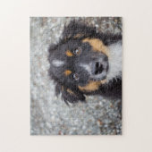 Cute Australian Shepherd Puppy Portrait Legpuzzel (Verticaal)