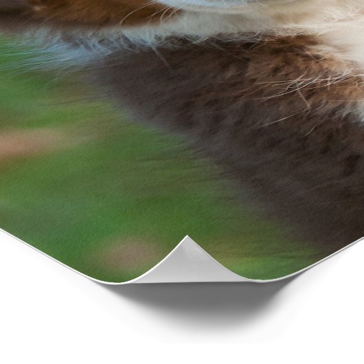 Cute Australian Shepherd puppy Poster (Hoek)