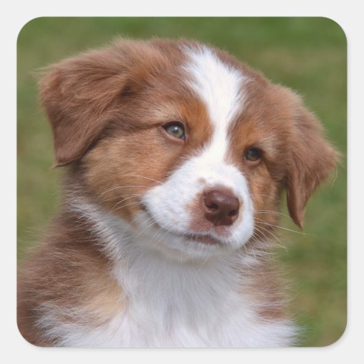 Cute Australian Shepherd Puppy Vierkante Sticker (Voorkant)