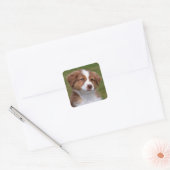 Cute Australian Shepherd Puppy Vierkante Sticker (Envelop)