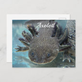 Cute axolotl briefkaart (Voorkant / Achterkant)