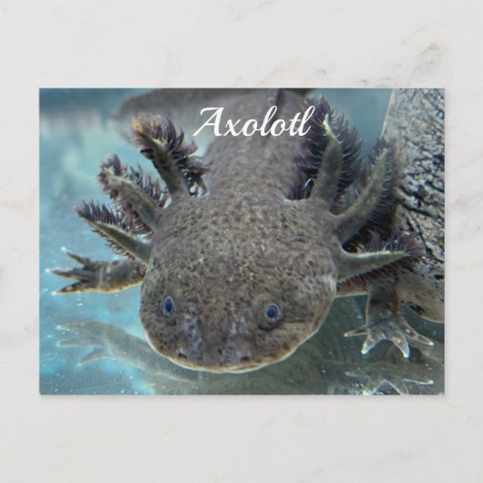 Cute axolotl briefkaart (Voorkant)