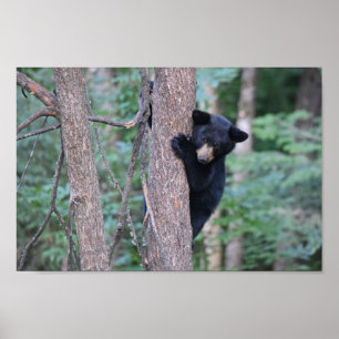 Cute Baby Black Beer Cub in Tree Photo Poster