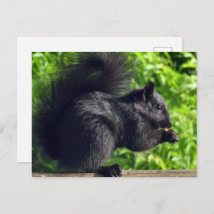 Cute Baby Black Squirrel Eating Seeds Natuur Briefkaart