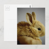Cute Baby Bunny in hand Briefkaart (Voorkant / Achterkant)