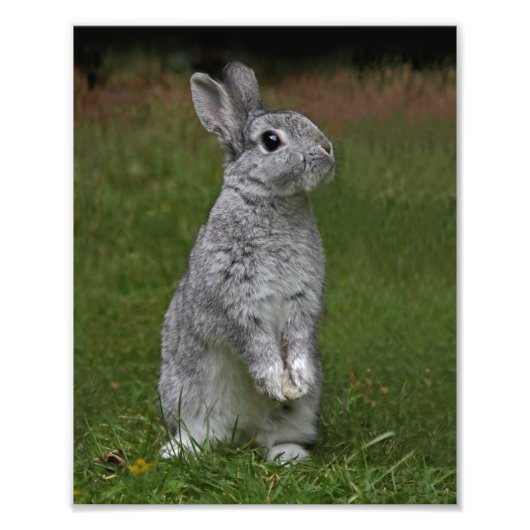 Cute Baby Bunny Print Foto Afdruk (Voorkant)
