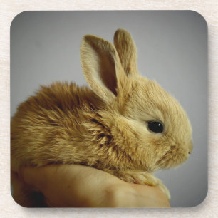 Cute Baby Bunny Rabbit in Hand Bier Onderzetter