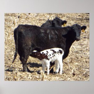 Cute Baby Calf Nursing on Mama Koe Poster