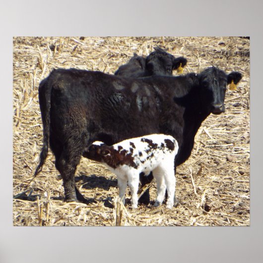 Cute Baby Calf Nursing on Mama Koe Poster (Voorkant)