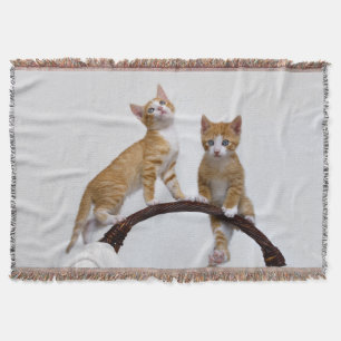 Cute Baby Cats Kittens Funny Gym Foto: Deken