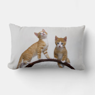 Cute Baby Cats Kittens Funny Gym Foto van Cute Thr Kussen