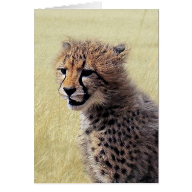 Cute baby Cheetah Cub (Voorkant)