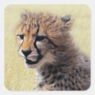 Cute baby Cheetah Cub Vierkante Sticker