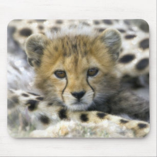 Cute Baby Cheetah Muismat