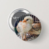 Cute Baby Chick Round Button (Voorkant /achterkant)