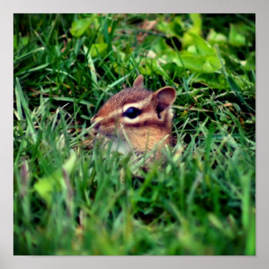 Cute Baby Chipmunk Peeking Wildlife Poster (Voorkant)