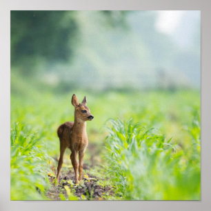 Cute Baby Deer Fawn in Grass Natuur Photography Poster