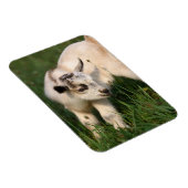 Cute Baby Goat Magneet (Rechterzijde)