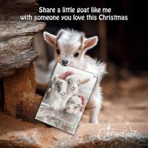 Cute Baby Goats - Snow Babies 2 Christmas