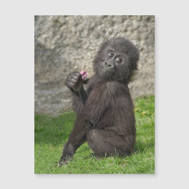 Cute Baby Gorilla (Voorkant)