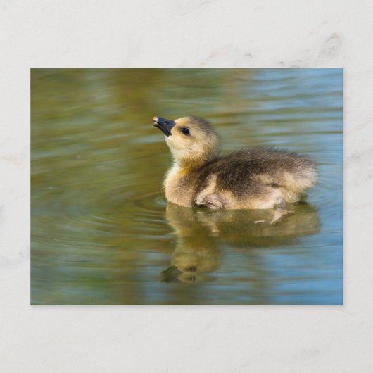 Cute baby Greylag goose Briefkaart (Voorkant)
