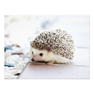 Cute Baby Hedegel Animal Foto Afdruk