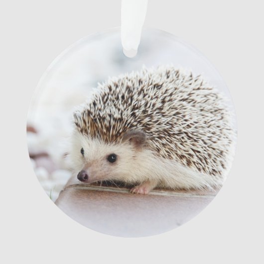 Cute Baby Hedegel Animal Ornament (voorkant)